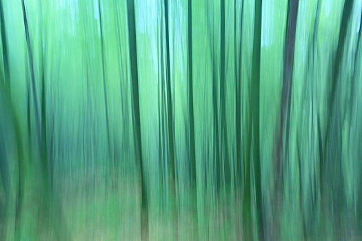 树林,竹林,翠竹,竹,绿色,山林