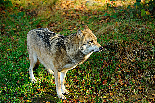 欧亚,灰太狼,犬红斑性狼疮,巴伐利亚森林国家公园,巴伐利亚,德国