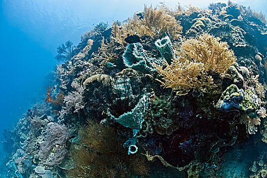 热带,珊瑚礁,巴厘岛,印度尼西亚,岛屿