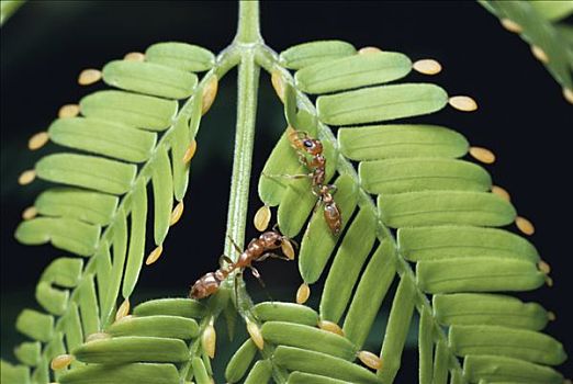 蚂蚁,一对,收集,植物,食物,哥斯达黎加