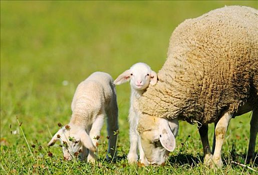 母羊,羊羔,绵羊,草地,巴伐利亚,德国
