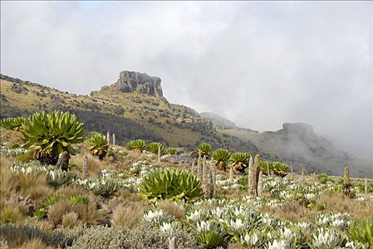 本土动植物,正面,岩石,山,路线,肯尼亚山,国家公园,肯尼亚