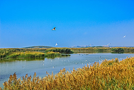 沙湖湿地景观