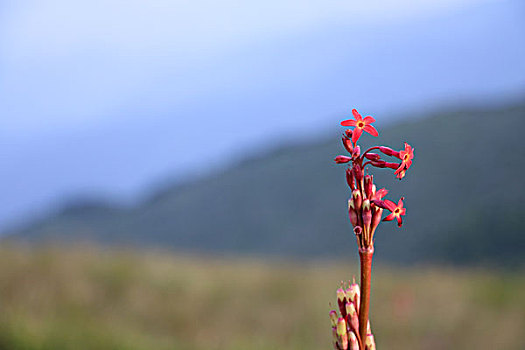 山顶野花