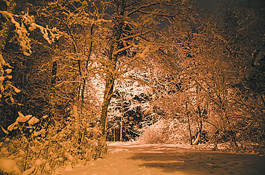 夜景,树林,大雪,路灯柱,光亮