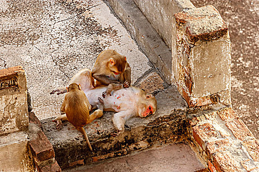 两个,猴子,清洁,猕猴,瓦拉纳西,印度