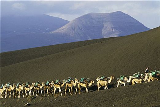 加纳利群岛,兰索罗特岛,蒂玛法雅国家公园,骆驼