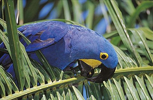 紫蓝金刚鹦鹉,鹦鹉,蓝鸟,潘塔纳尔,巴西,南美,动物