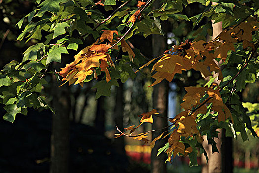 秋天,树木