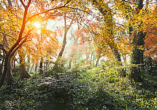 阳光照进枫树林