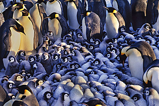 帝企鹅,幼禽,簇拥,一起,区域,威德尔海,南极