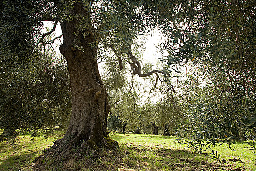 橄榄树,欧橄榄,种植园,托斯卡纳,意大利,欧洲