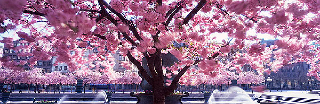 樱桃树,喷泉