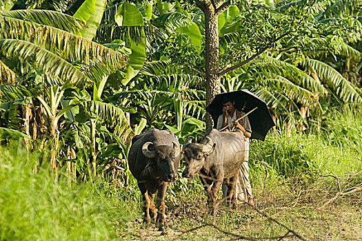 农民,水牛,地点,乡村,孟加拉,六月,2007年
