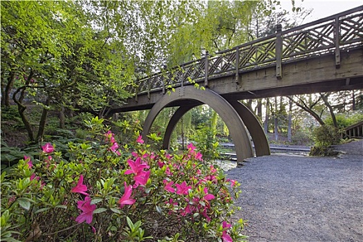木桥,晶莹,春天,杜鹃花属植物,花园