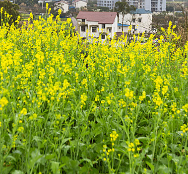 油菜花