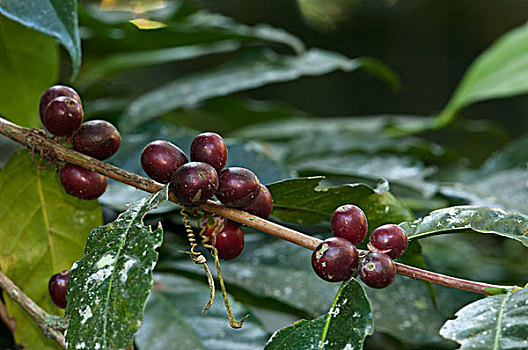 咖啡,阿拉伯咖啡,成熟,咖啡豆,山谷,西北地区,厄瓜多尔