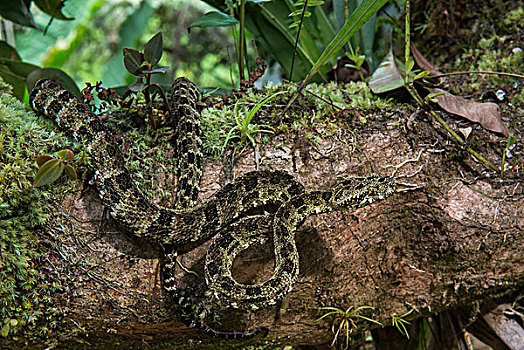 斑点,毒蛇,亚马逊河,厄瓜多尔,俘获