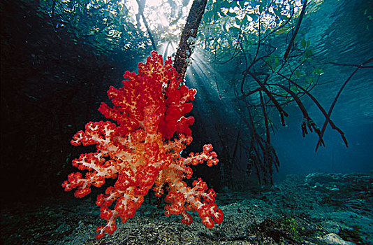 软珊瑚,红树林,根部,印度尼西亚