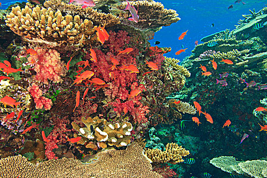鱼群,金拟花鲈,靠近,软珊瑚,活力,彩色,健康,珊瑚礁,水,维提岛,斐济,南太平洋