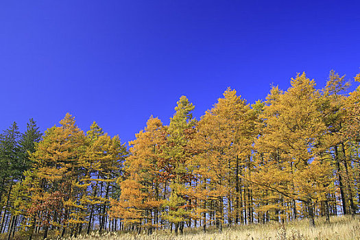 彩色,落叶松属植物,木头,蓝天
