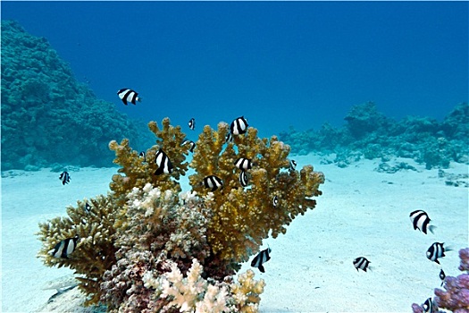 珊瑚礁,硬珊瑚,异域风情,鱼,白尾,雀鲷,仰视,热带,海洋,蓝色背景,水,背景