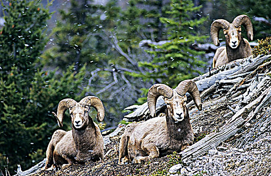 大角羊,公羊,不列颠哥伦比亚省,加拿大