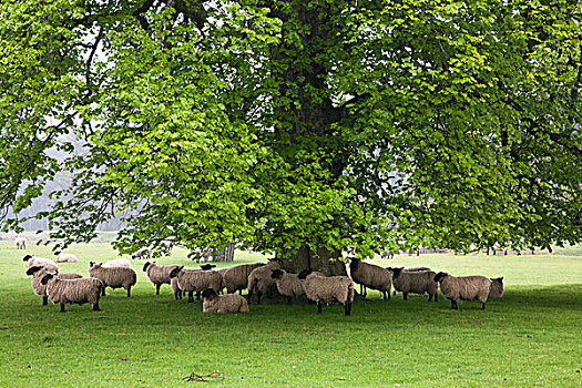 绵羊,站立,诺森伯兰郡,英格兰