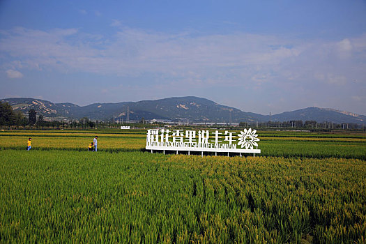 山东省日照市,千亩稻田绿浪翻滚,市民带孩子打卡展望丰收年