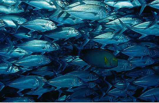 水下视角,鱼群,大眼鲷,西巴丹岛,靠近,婆罗洲,沙巴,马来西亚