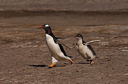 巴布亚企鹅,幼禽,追逐,父母,请求,食物,岛屿,福克兰群岛