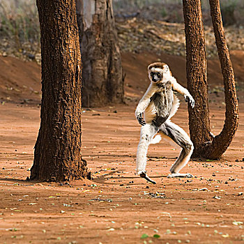 跳舞,马达加斯加狐猴,自然,自然保护区,马达加斯加,非洲