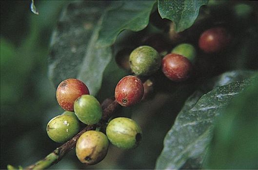 咖啡树,红色,绿色,浆果,非洲,水果
