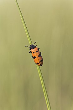 瓢虫,草叶,蒙古,中国