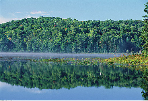 湖,树,安大略省,加拿大