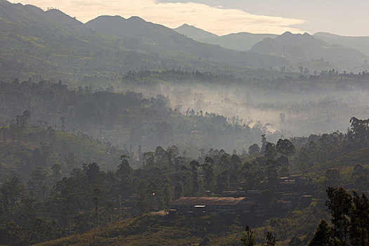 早晨,山谷,茶,种植园,雾,高地,区域,斯里兰卡