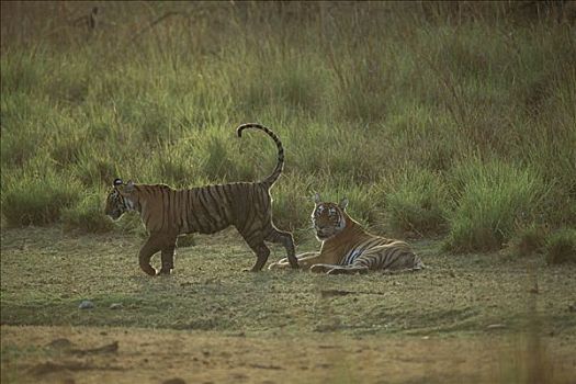 孟加拉虎,虎,母兽,一岁,幼兽,伦滕波尔国家公园,印度