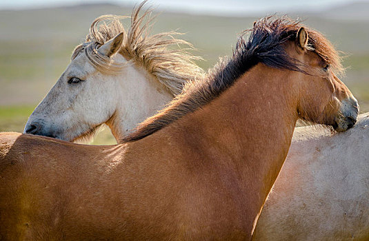 两个,冰岛马,白色,褐色,毛皮,草场,风,吹,鬃毛,冰岛,欧洲