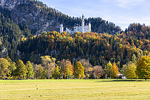 新天鹅堡,围绕,漂亮,秋色,树,树林,史旺高,巴伐利亚,德国