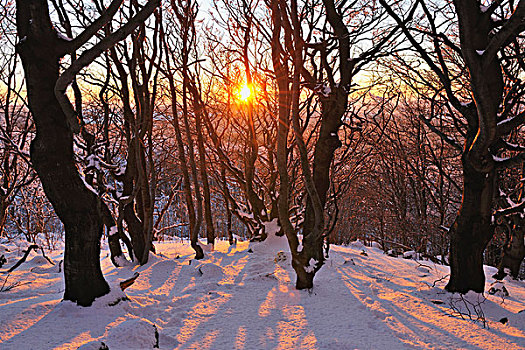 山毛榉,树林,冬天,日落,山,巴伐利亚,德国
