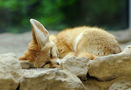 睡觉,狐属