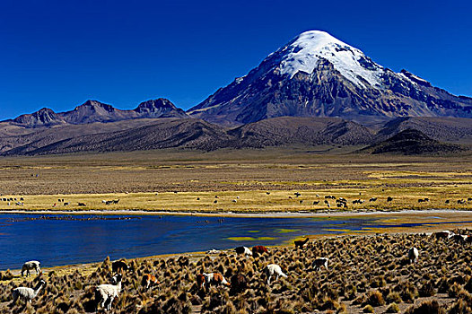 山,泻湖,美洲驼,玻利维亚,南美