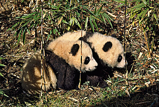 两个,熊猫,幼兽,竹子,灌木,卧龙,四川,中国