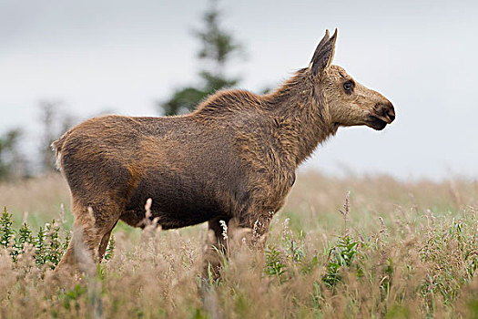 驼鹿,幼兽,新斯科舍省