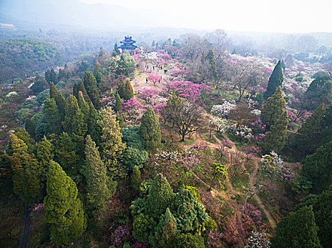 梅花山