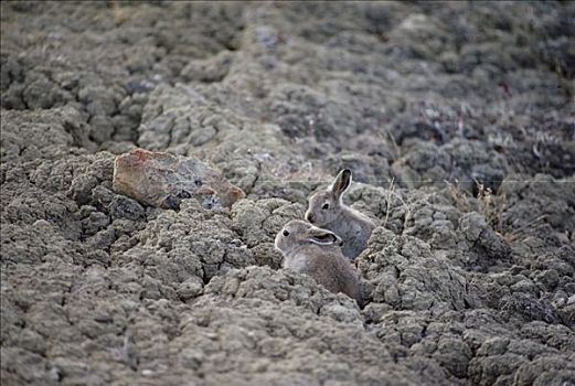 北极兔,兔属,幼兽,外套,保护色,苔原,艾利斯摩尔岛,加拿大