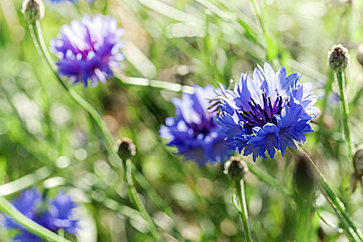 矢车菊,蓝花,生长,夏日草地