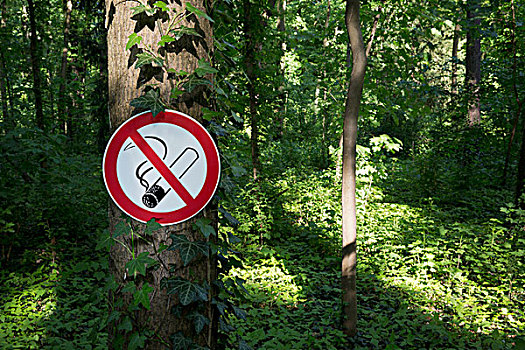 禁止吸烟标志,树干,林地