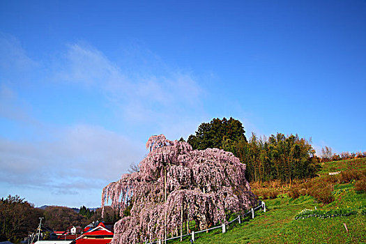 樱桃树,盛开