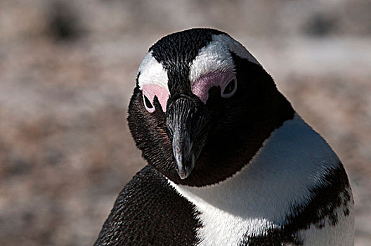 黑脚企鹅,漂石,海滩,开普敦,南非